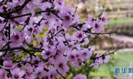 桃花视频,桃花视频带你领略浪漫时光